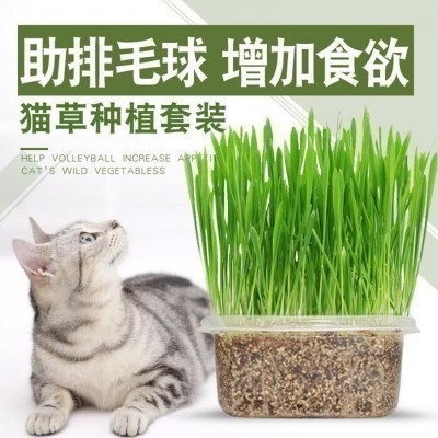 猫草种子水培猫薄荷猫零食除毛球化毛膏猫草种籽种植套装猫咪用品